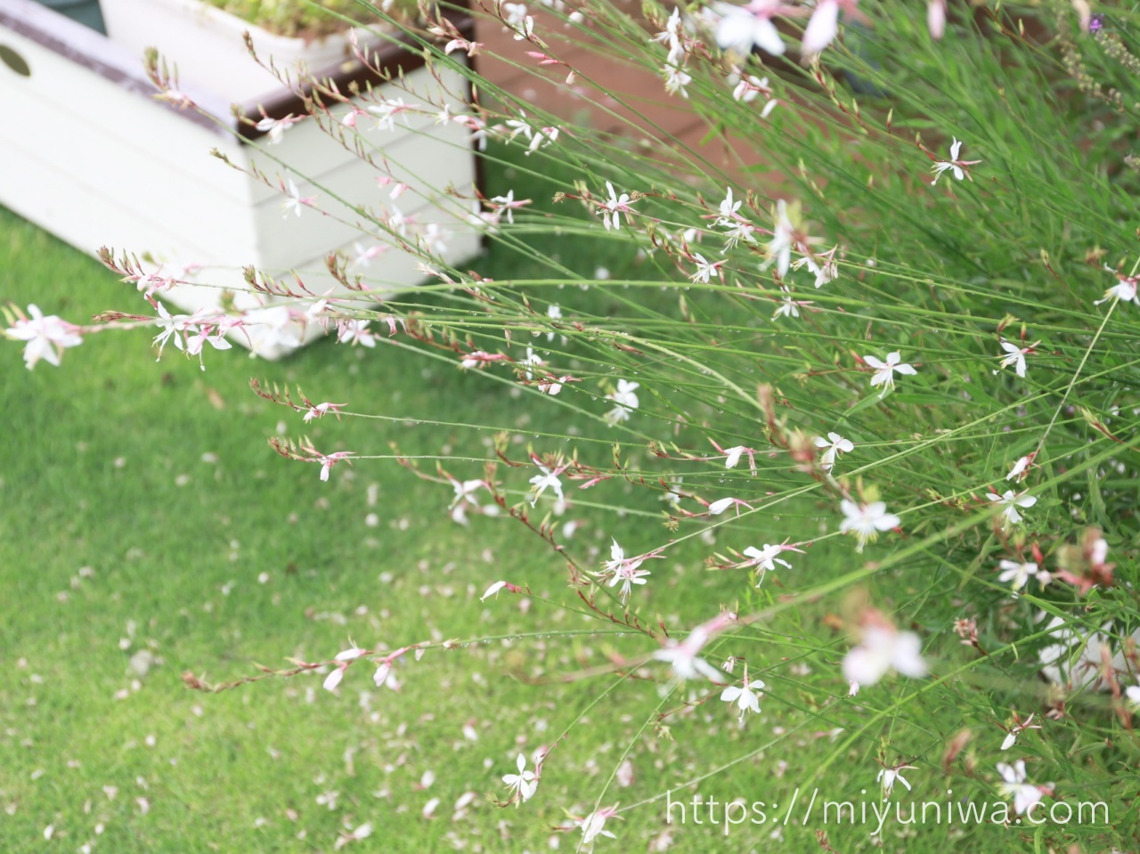 雨に打たれても大丈夫な花｜ガウラ