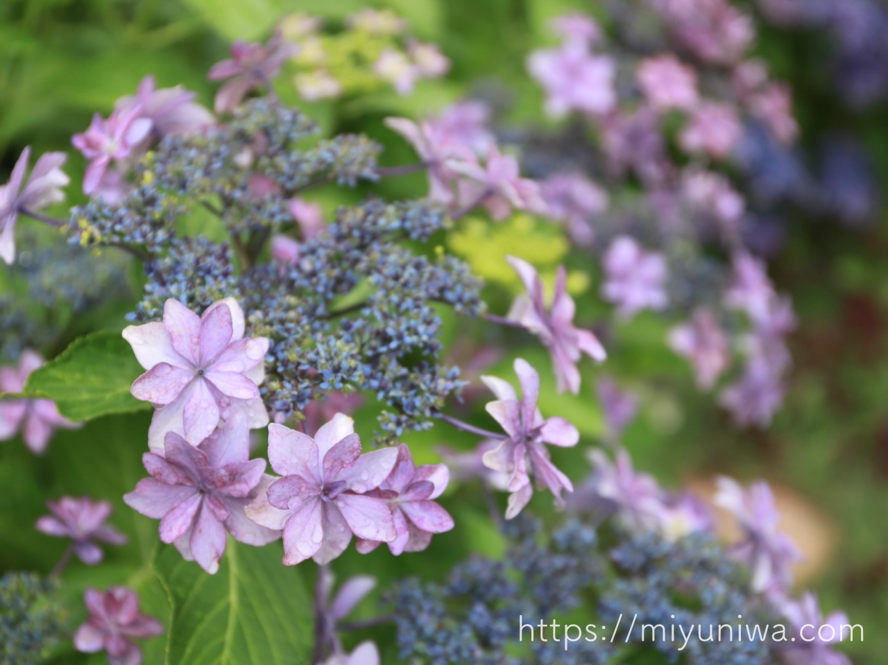 雨に打たれても大丈夫な花｜紫陽花