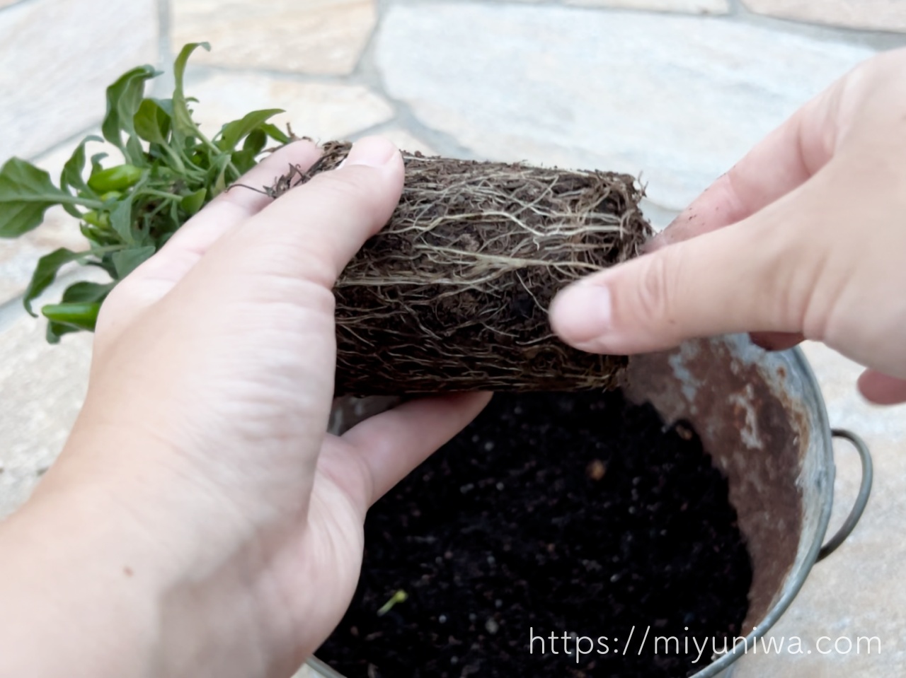 観賞用トウガラシの育て方（植え付け）