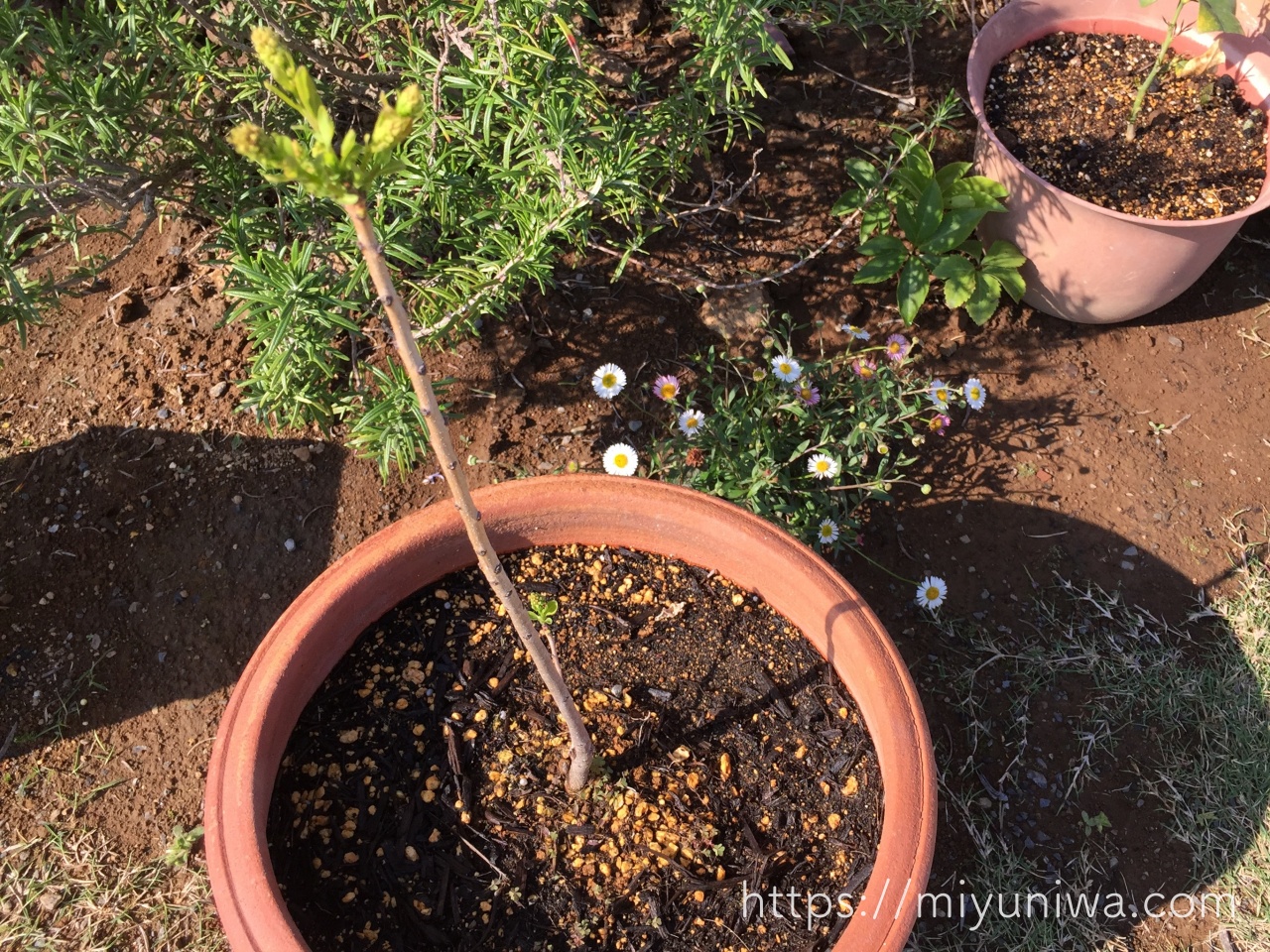 スモークツリーの植え替え