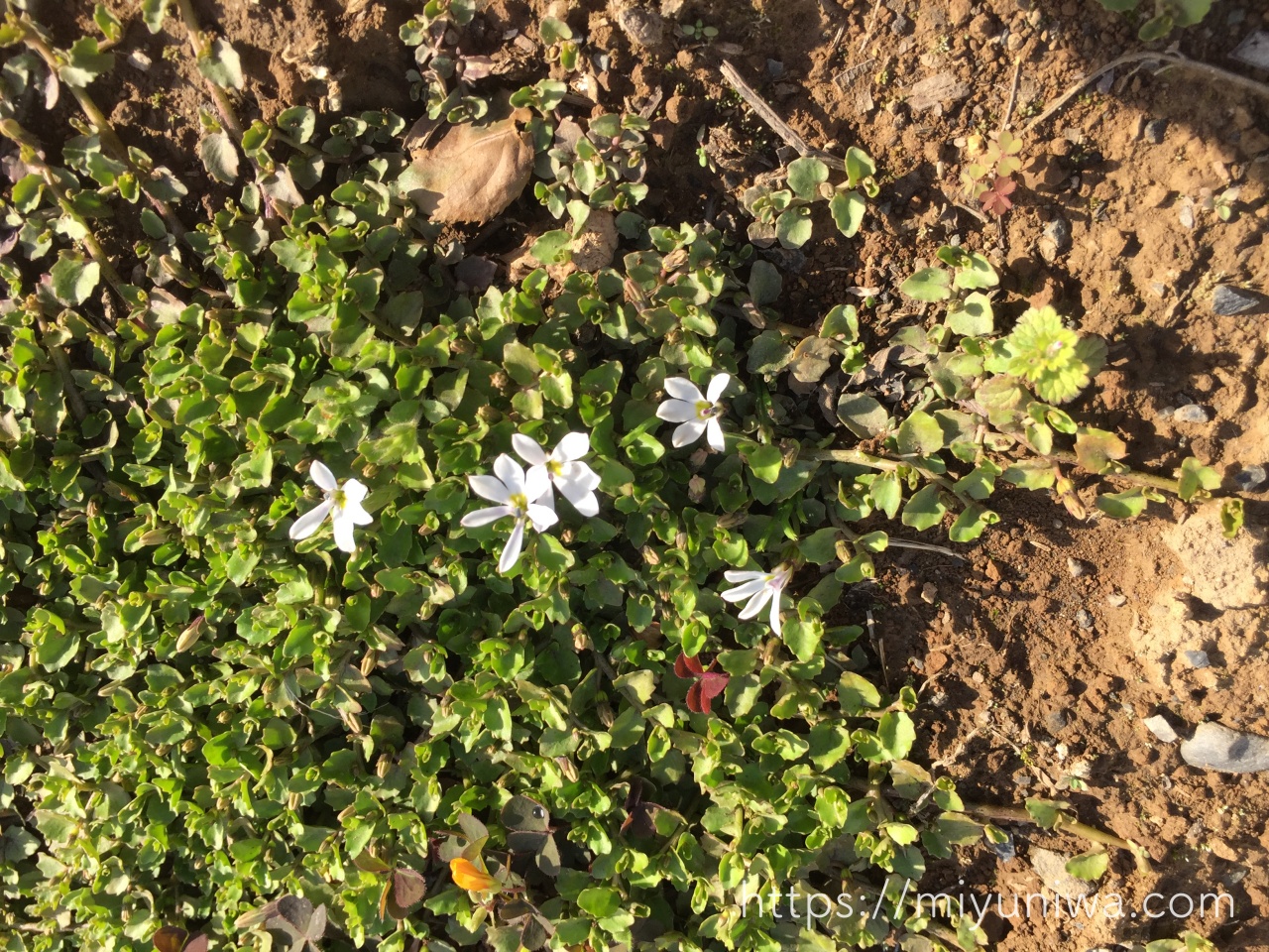 プラティアを植えてはいけない理由