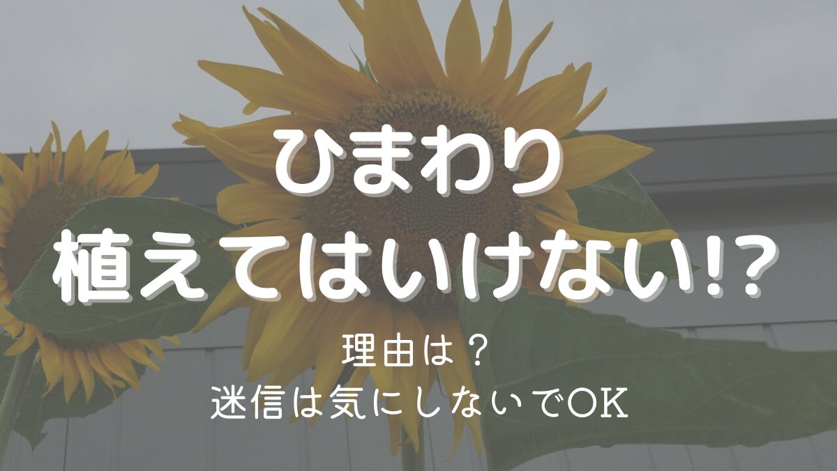 ひまわりを植えてはいけない理由は縁起が悪いから？迷信だから問題なし