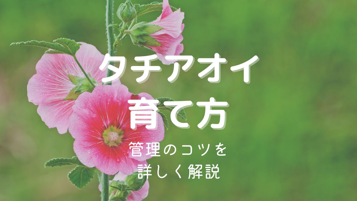 タチアオイ（ホリホック）の育て方と管理のコツを初心者にもわかりやすく解説