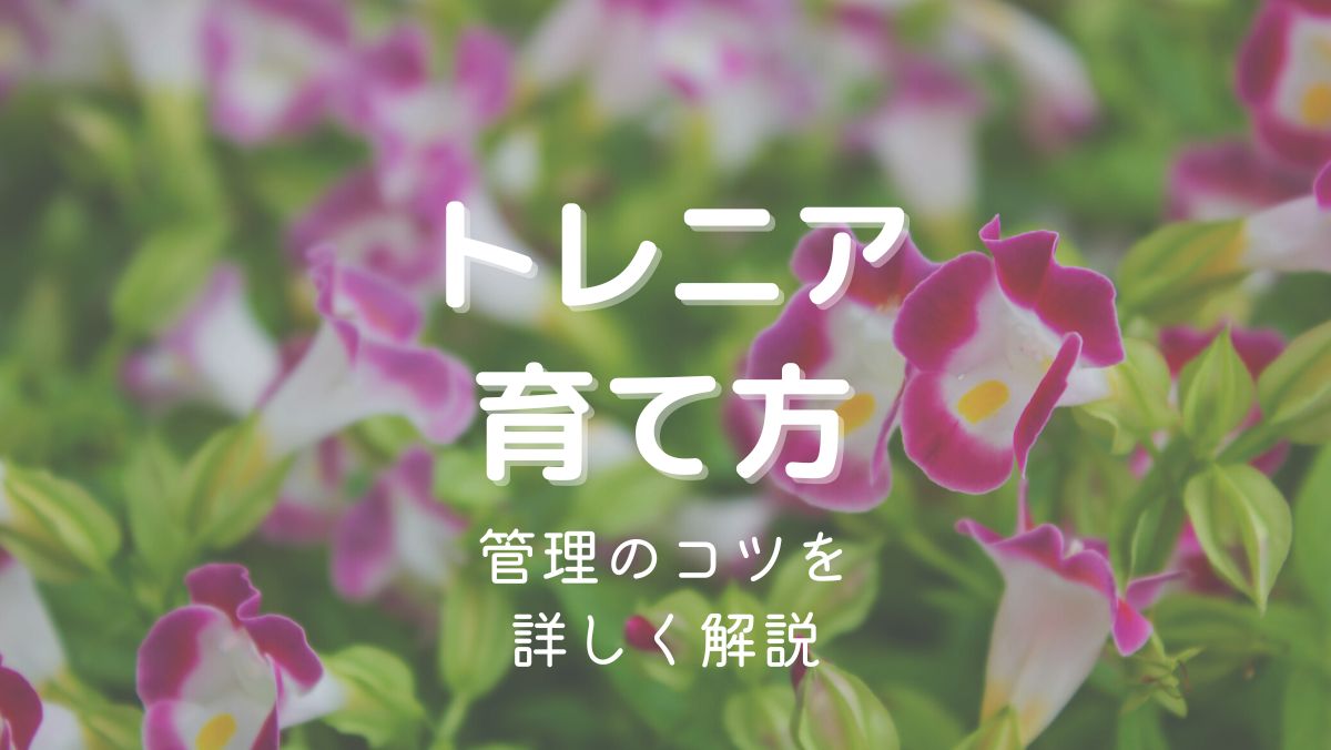 トレニアの育て方と管理のコツを初心者にもわかりやすく解説