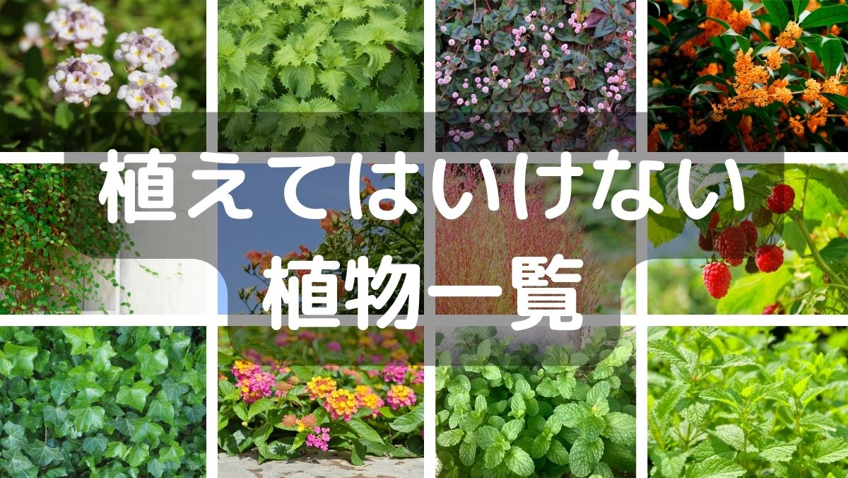 植えてはいけない植物一覧