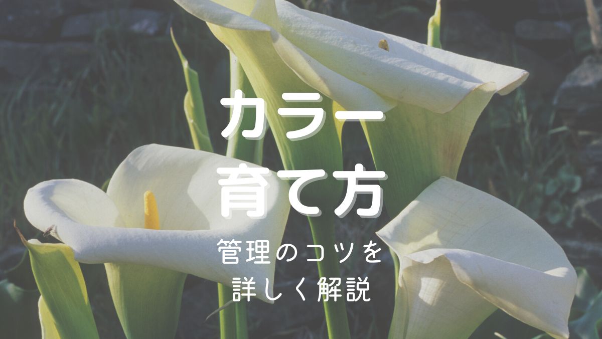 カラーの育て方と管理のコツを初心者にもわかりやすく解説