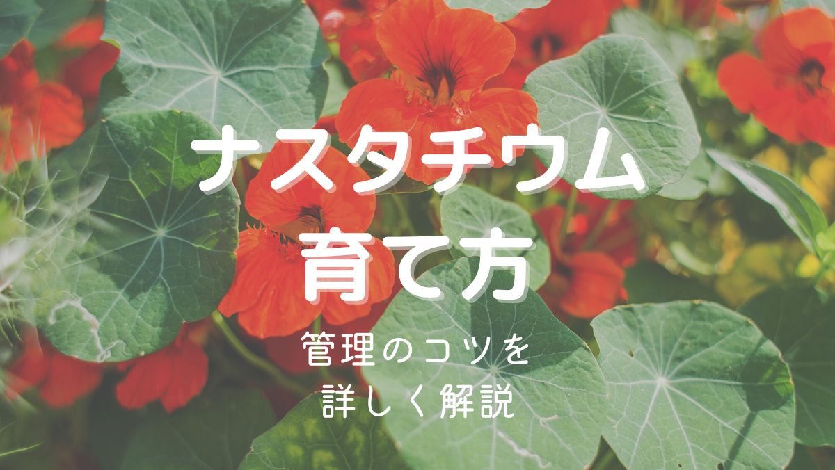 ナスタチウム（キンレンカ）の育て方と管理のコツを初心者にもわかりやすく解説