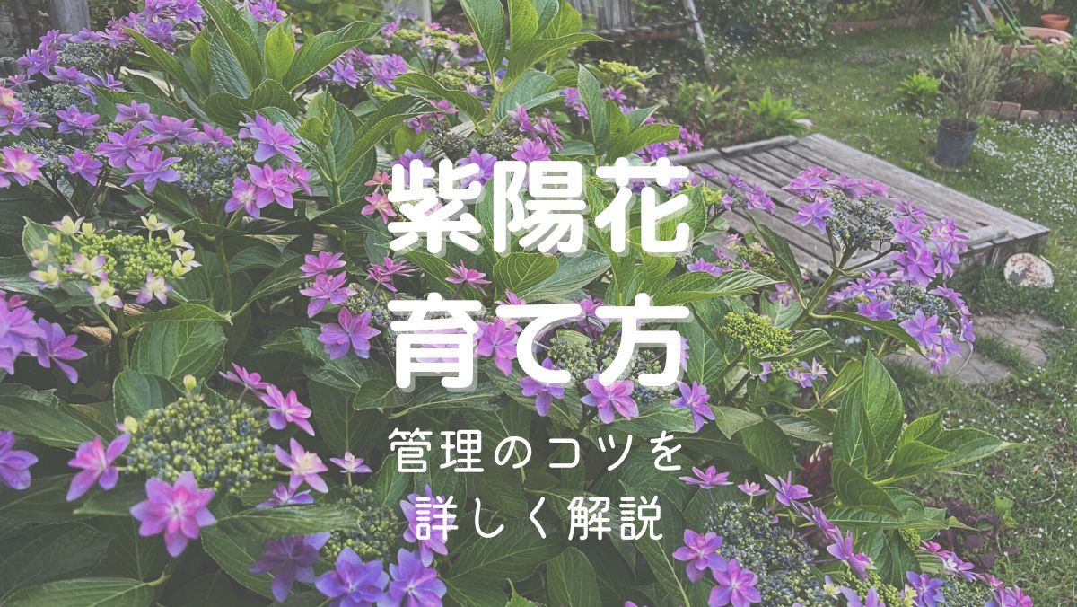 アジサイの育て方と管理のコツを初心者にもわかりやすく解説