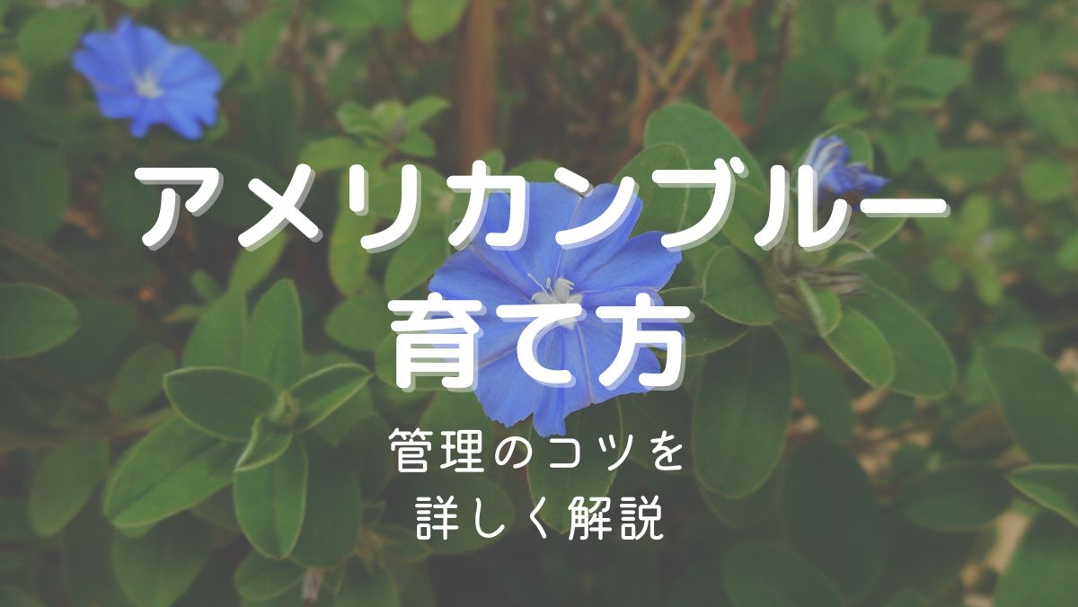 アメリカンブルー（エボルブルス）の育て方と管理のコツを初心者にもわかりやすく解説