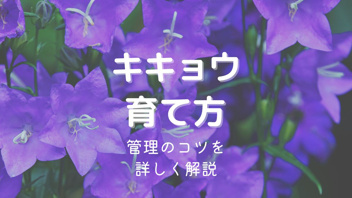 キキョウの育て方と管理のコツを初心者にもわかりやすく解説