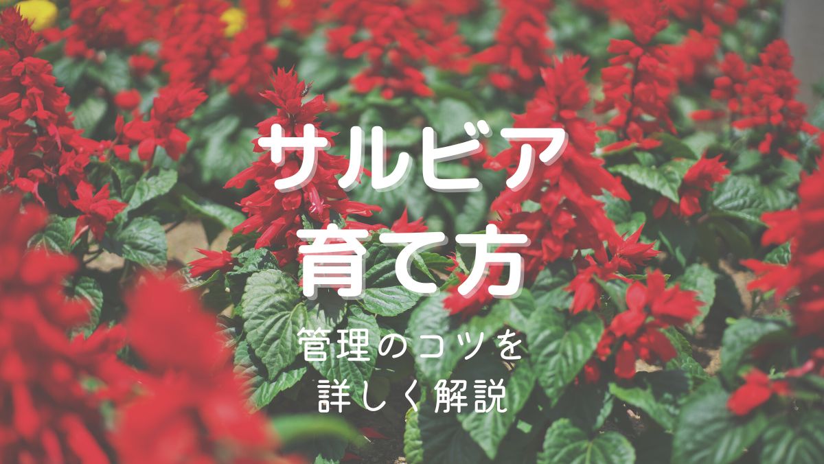 サルビアの育て方と管理のコツを初心者にもわかりやすく解説