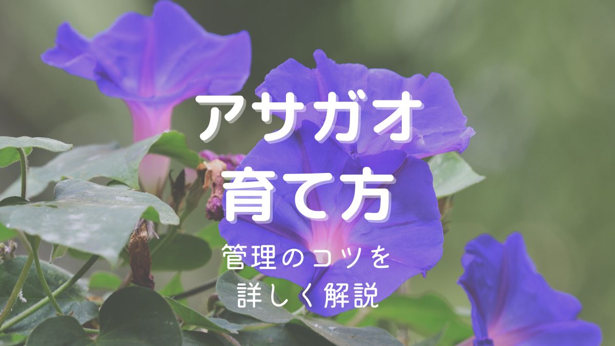 アサガオの育て方と管理のコツを初心者にもわかりやすく解説