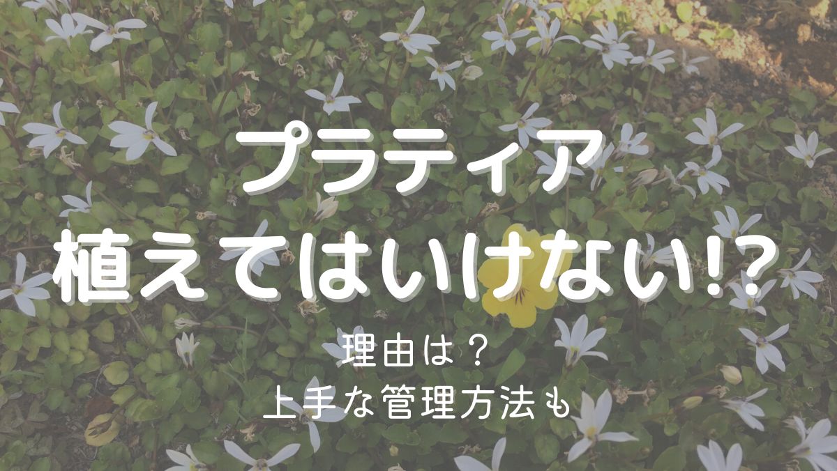 プラティアを植えてはいけない理由は枯れやすいから！上手に管理するコツ