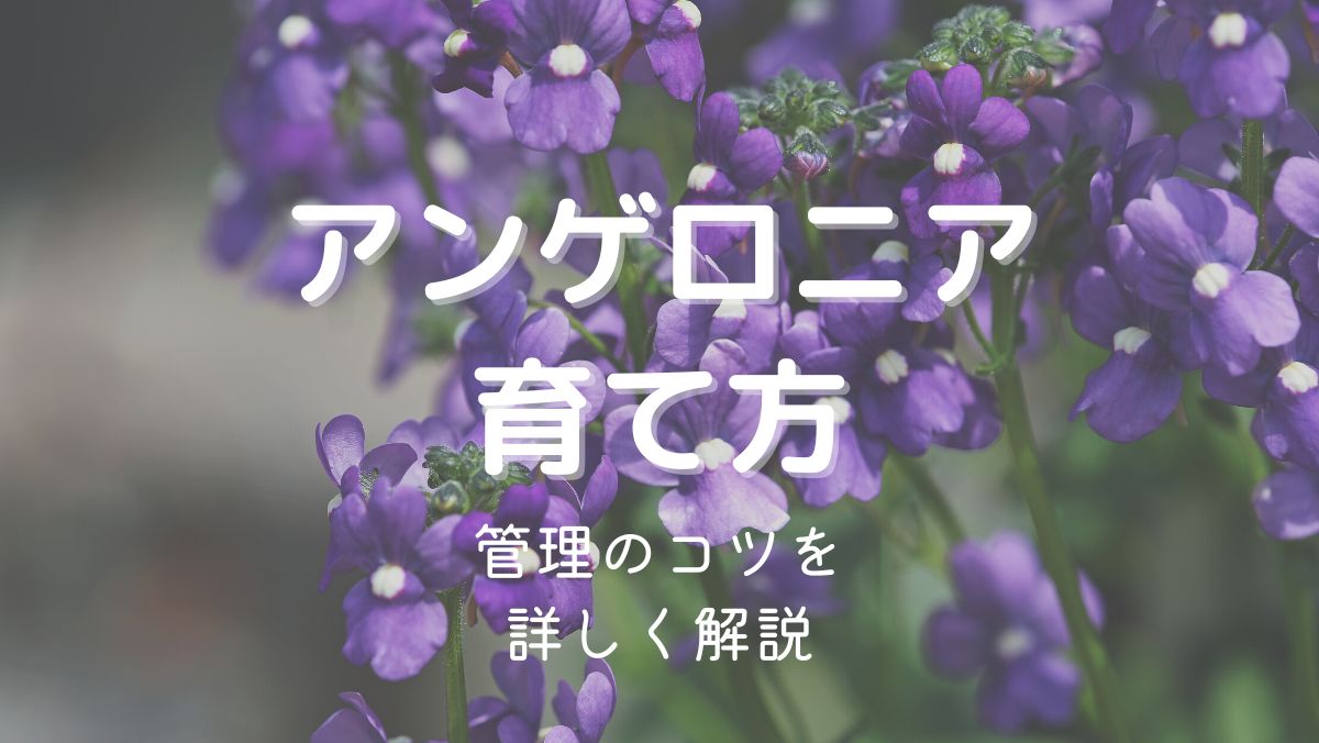 アンゲロニアの育て方と管理のコツを初心者にもわかりやすく解説