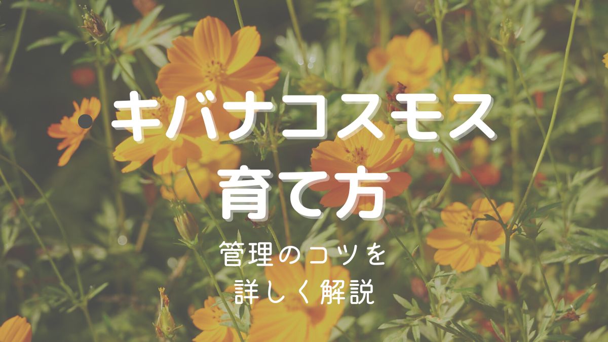 キバナコスモスの育て方と管理のコツを初心者にもわかりやすく解説