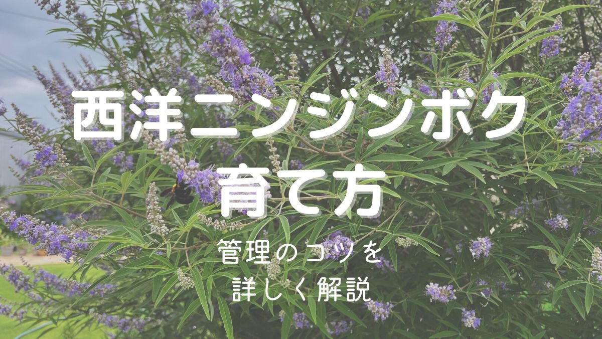 セイヨウニンジンボクの育て方と管理のコツを初心者にもわかりやすく解説