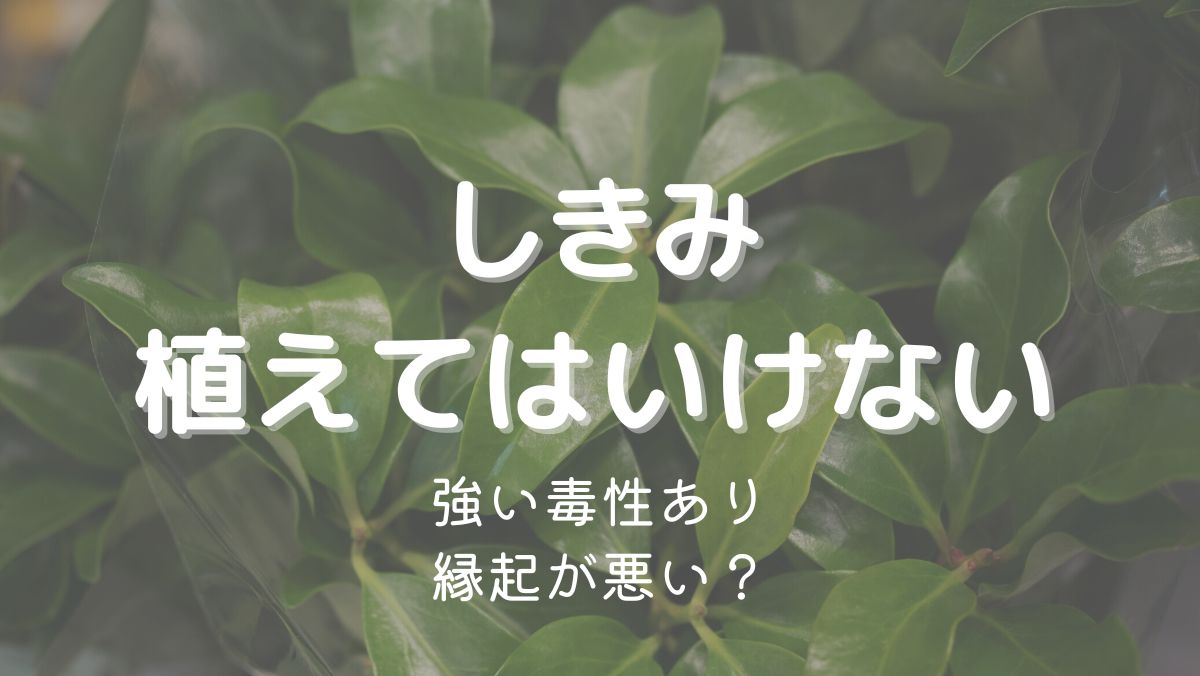 しきみを庭に植えてはいけない理由は？縁起が悪い噂や毒性の真相