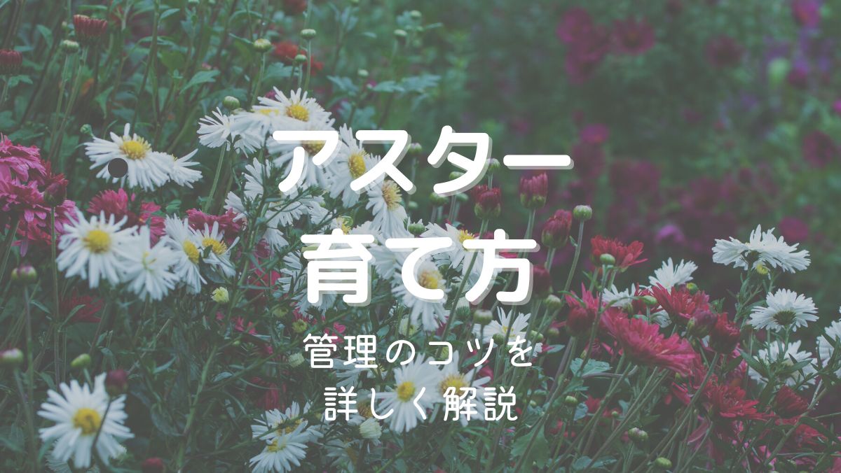 アスターの育て方と管理のコツを初心者にもわかりやすく解説