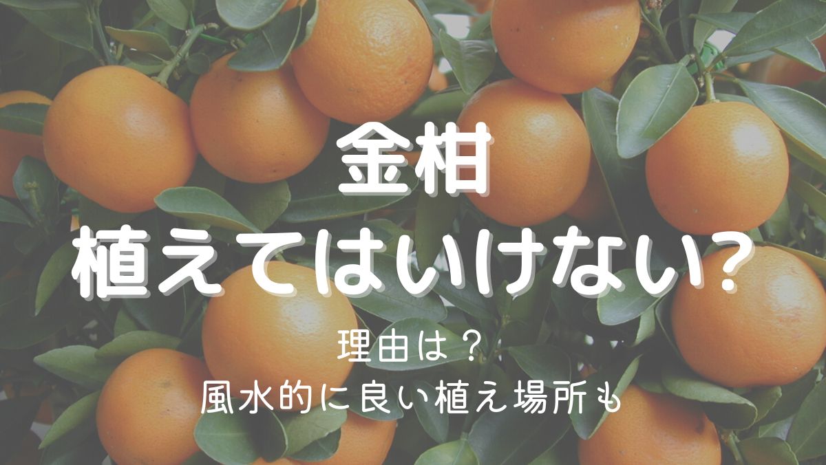 金柑を庭に植えてはいけないのは本当？理由や風水的に良い植え場所を解説