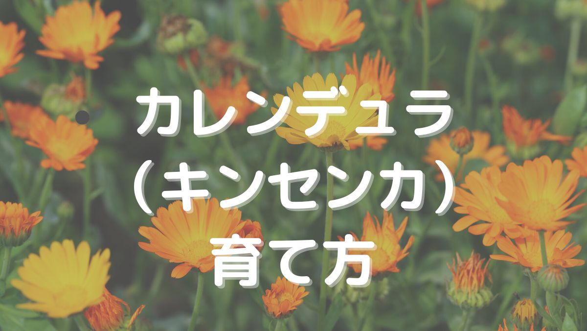 カレンデュラ（キンセンカ）の育て方と管理のコツを初心者にもわかりやすく解説