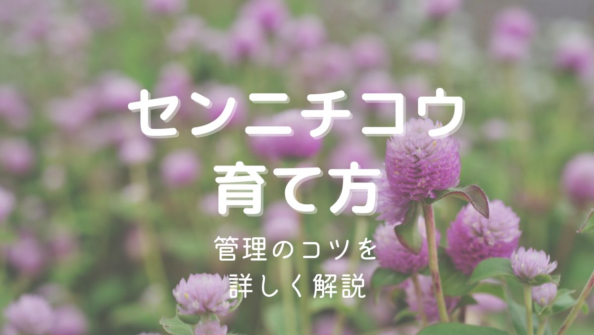 センニチコウ（ゴンフレナ）の育て方と管理のコツを初心者にもわかりやすく解説