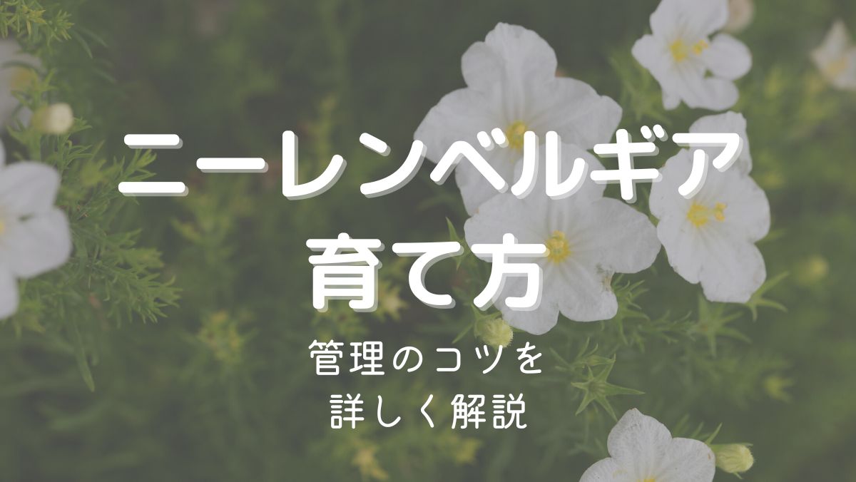 ニーレンベルギアの育て方と管理のコツを初心者にもわかりやすく解説