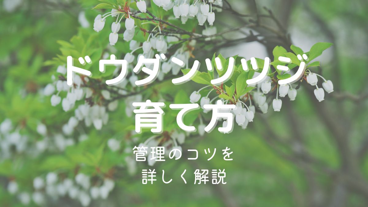 ドウダンツツジの育て方と管理のコツを初心者にもわかりやすく解説