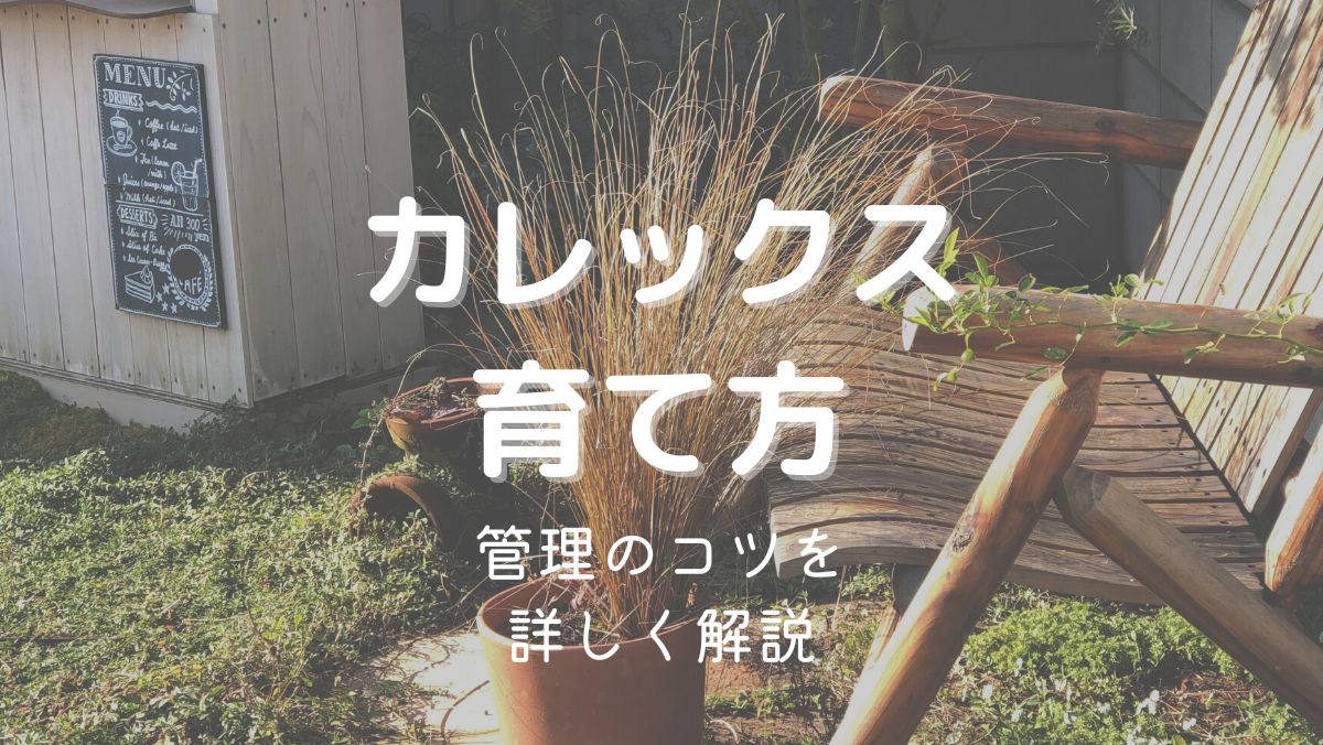 カレックスの育て方と管理のコツを初心者にもわかりやすく解説