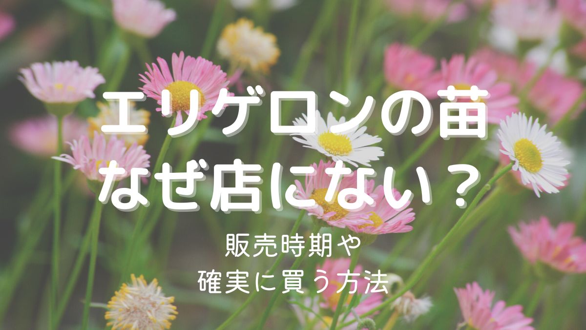 エリゲロンの苗はなぜ店にない？確実に買える時期と場所を徹底調査