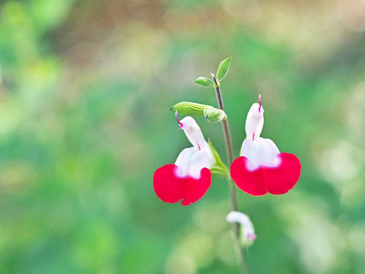 チェリーセージを植えてはいけない理由