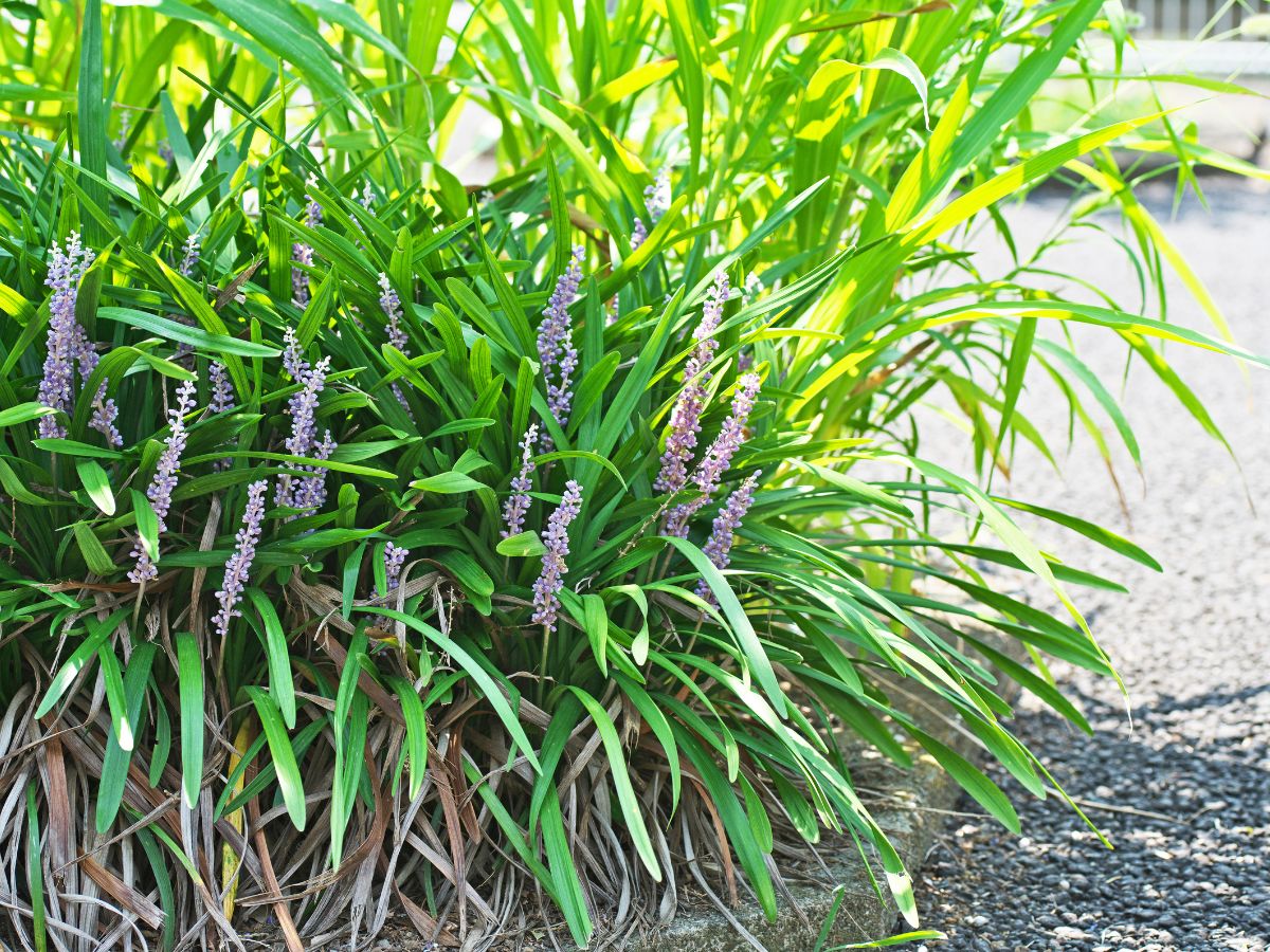 ヤブランを植えてはいけない理由｜よく増えて根詰まりしやすいから