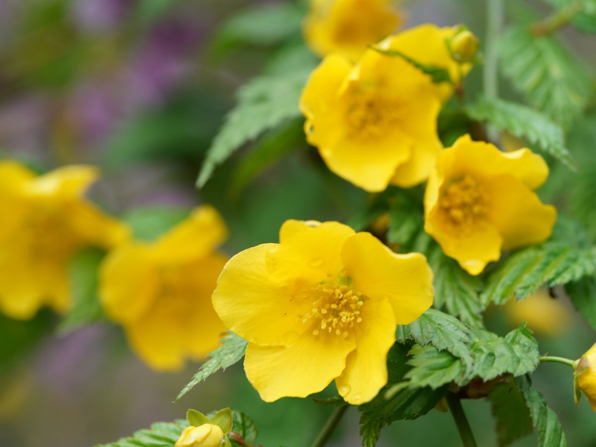 ヤマブキの花