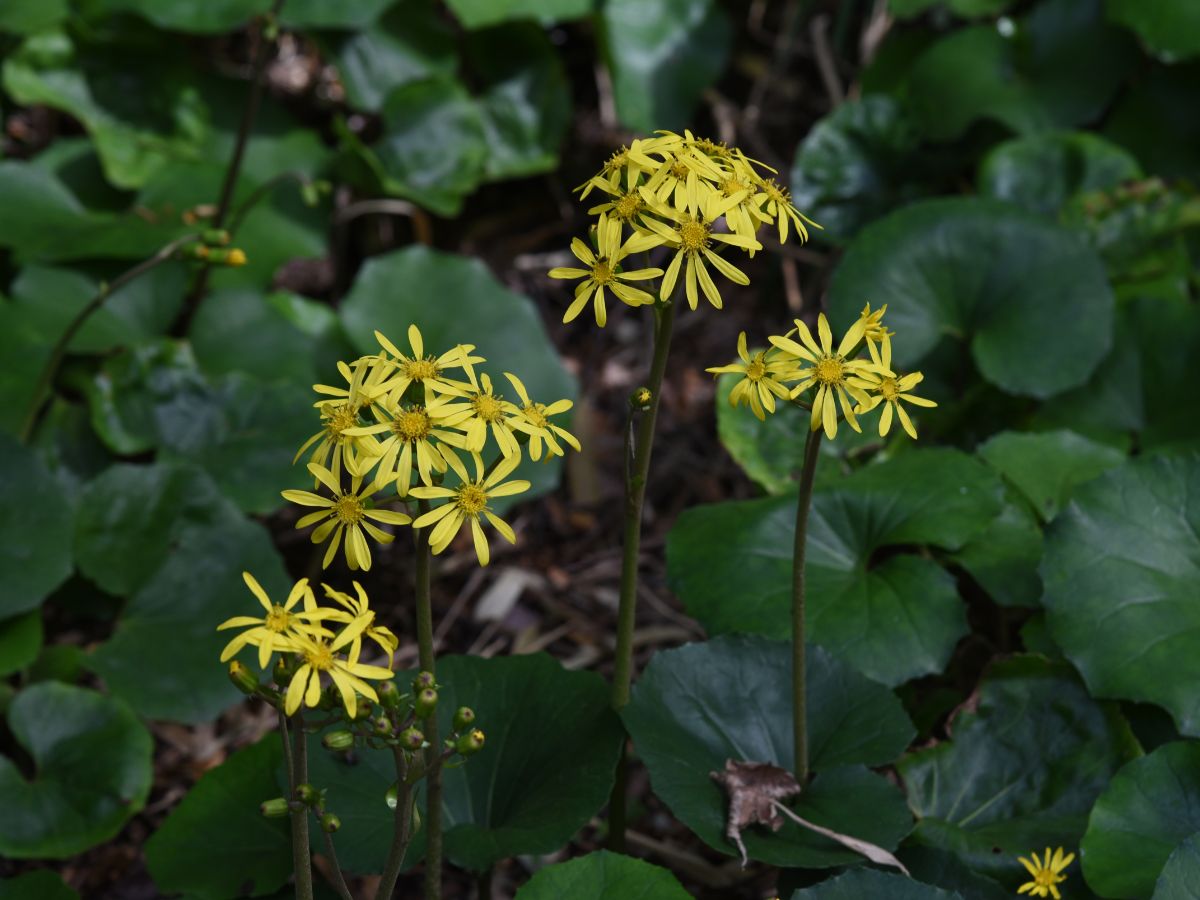 ツワブキ（石蕗）を植えてはいけない理由