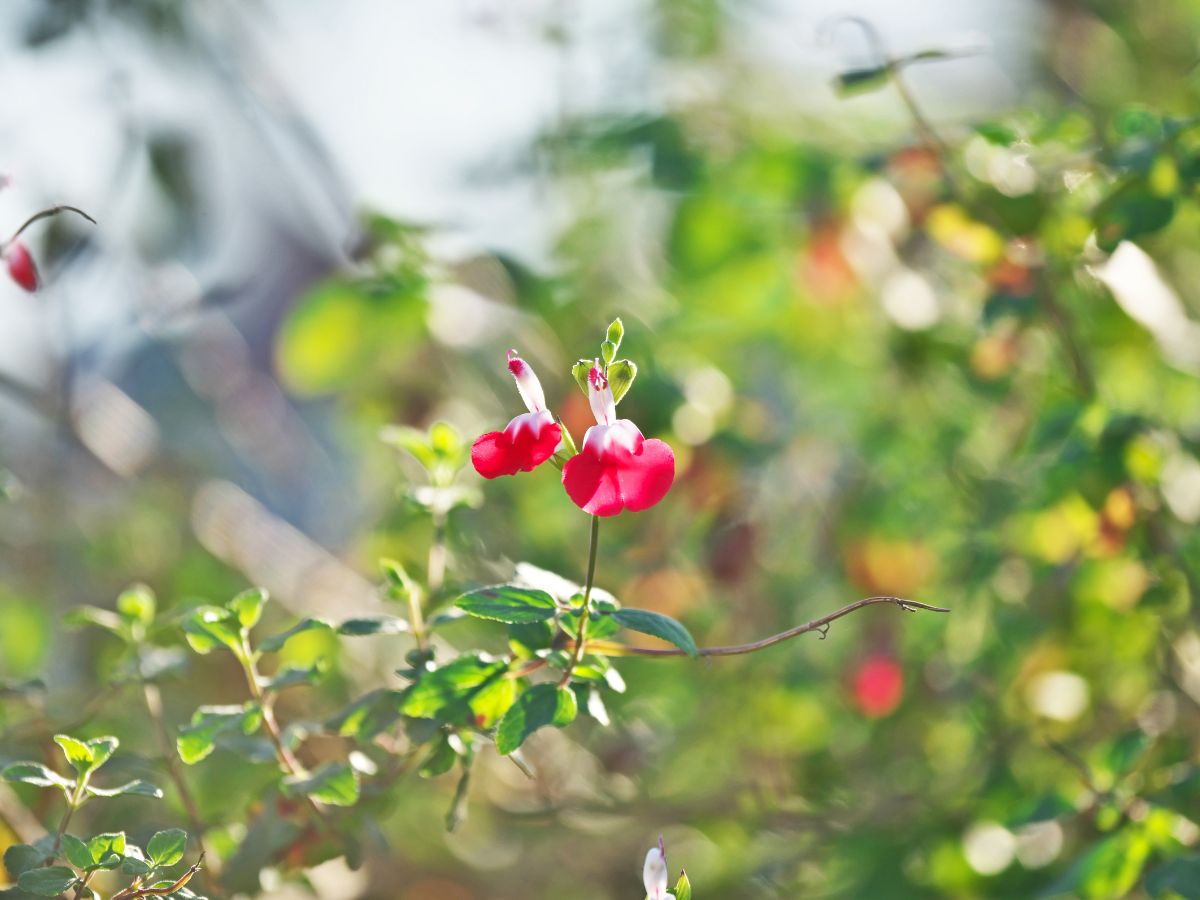 チェリーセージを植えてはいけない理由