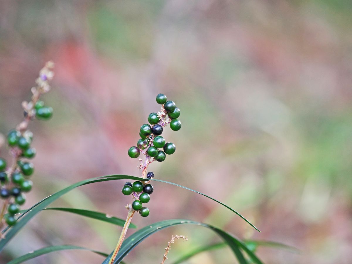 ヤブランを植えてはいけない理由｜ペットが食べると危険だから