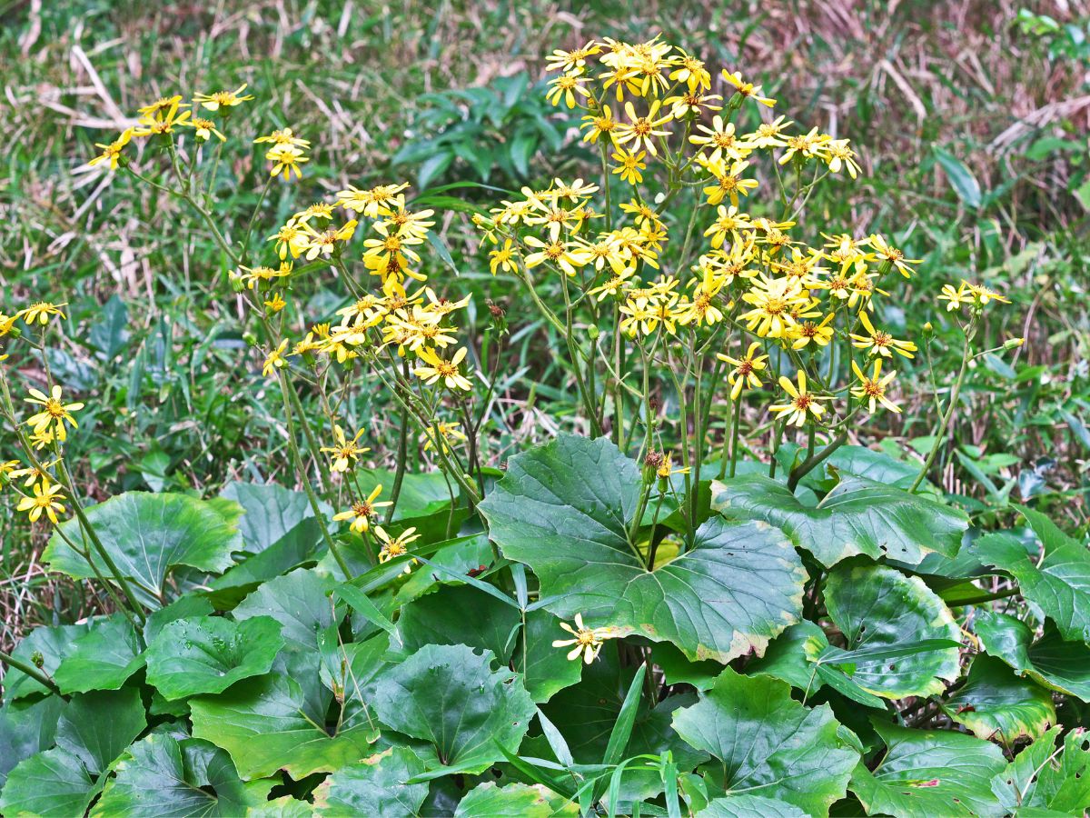 ツワブキ（石蕗）を植えてはいけない理由