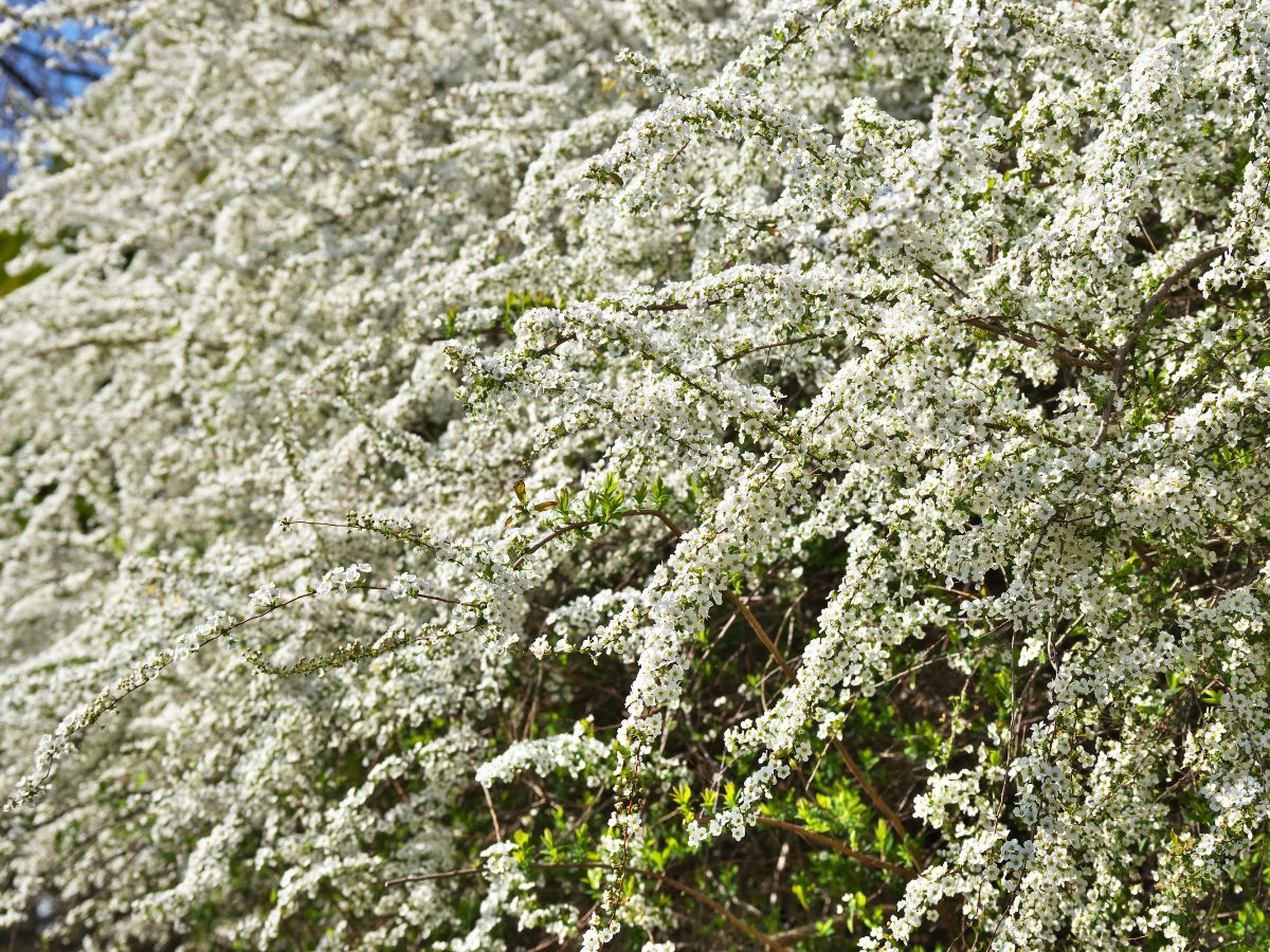 ユキヤナギを植えてはいけない理由