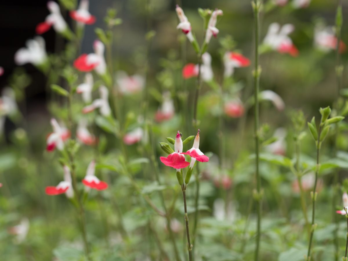 チェリーセージを植えてはいけない理由