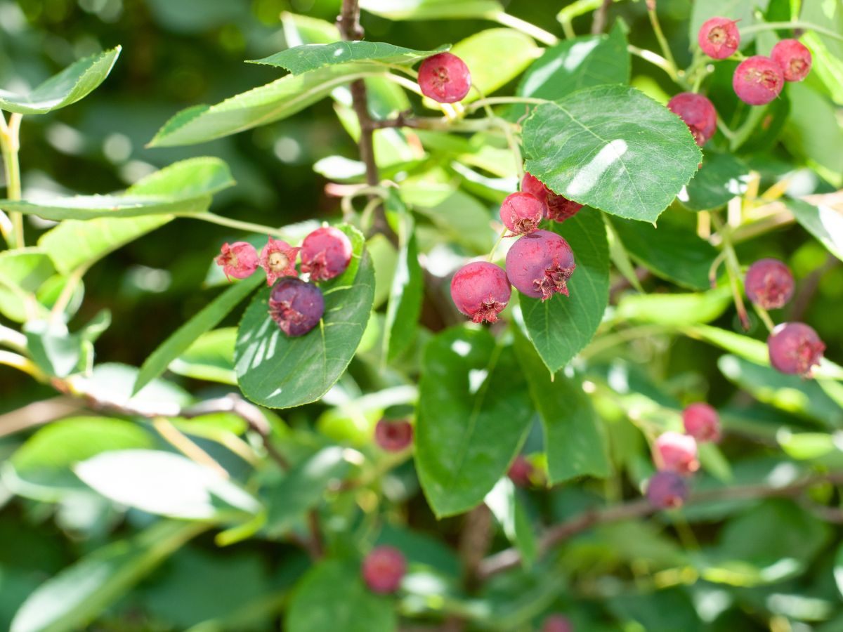 ジューンベリーを植えてはいけない理由｜落ちて潰れた実が家や路面を汚してしまうから