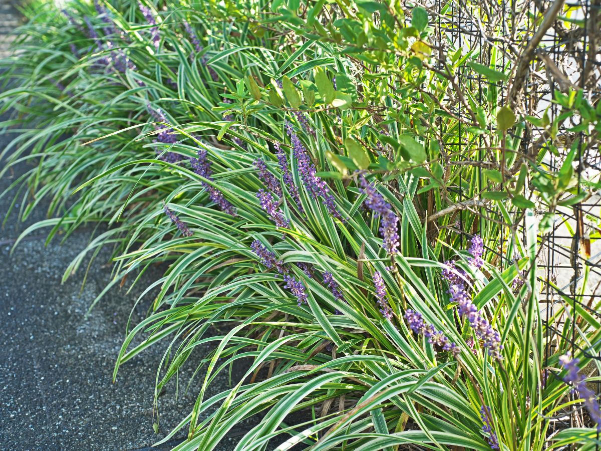 ヤブランを植えてはいけない理由｜鳥が実を食べにくるから