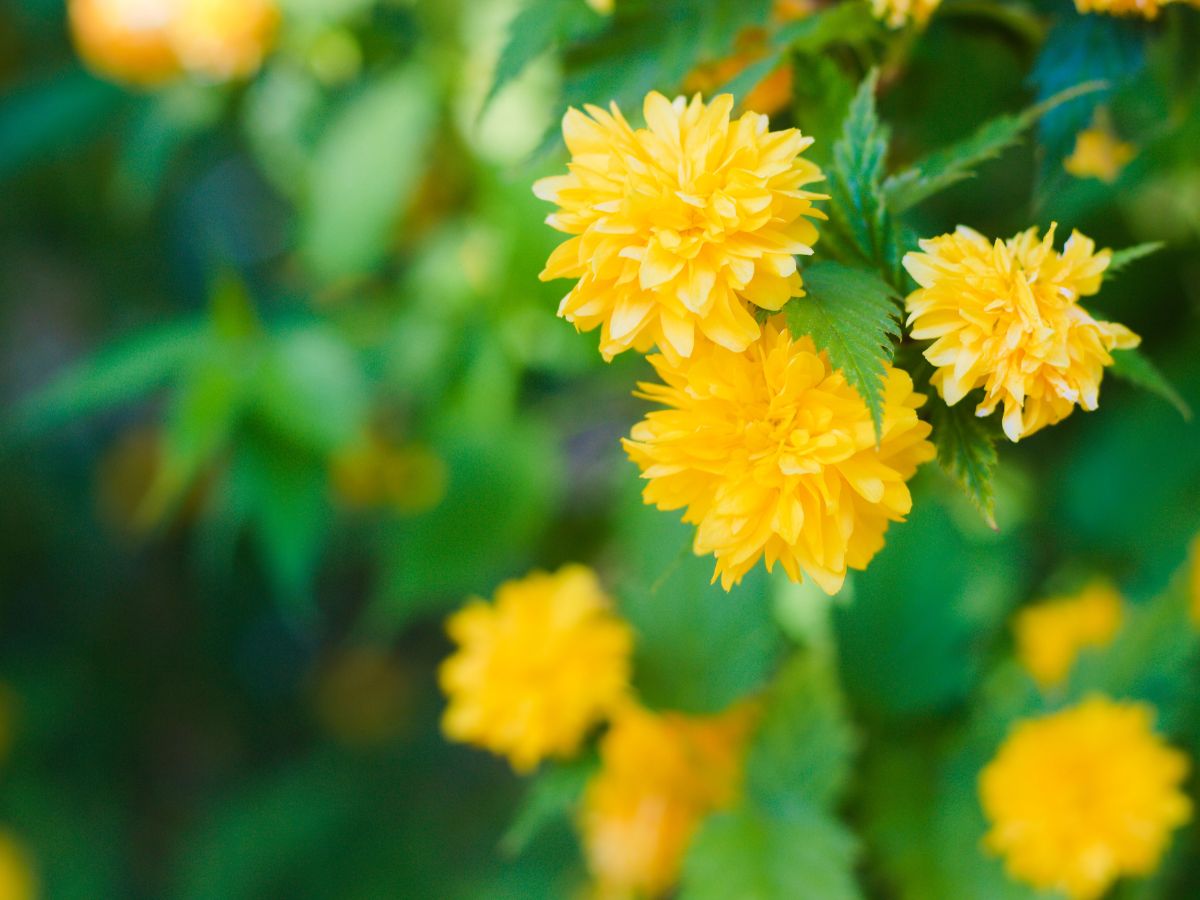 ヤマブキの花