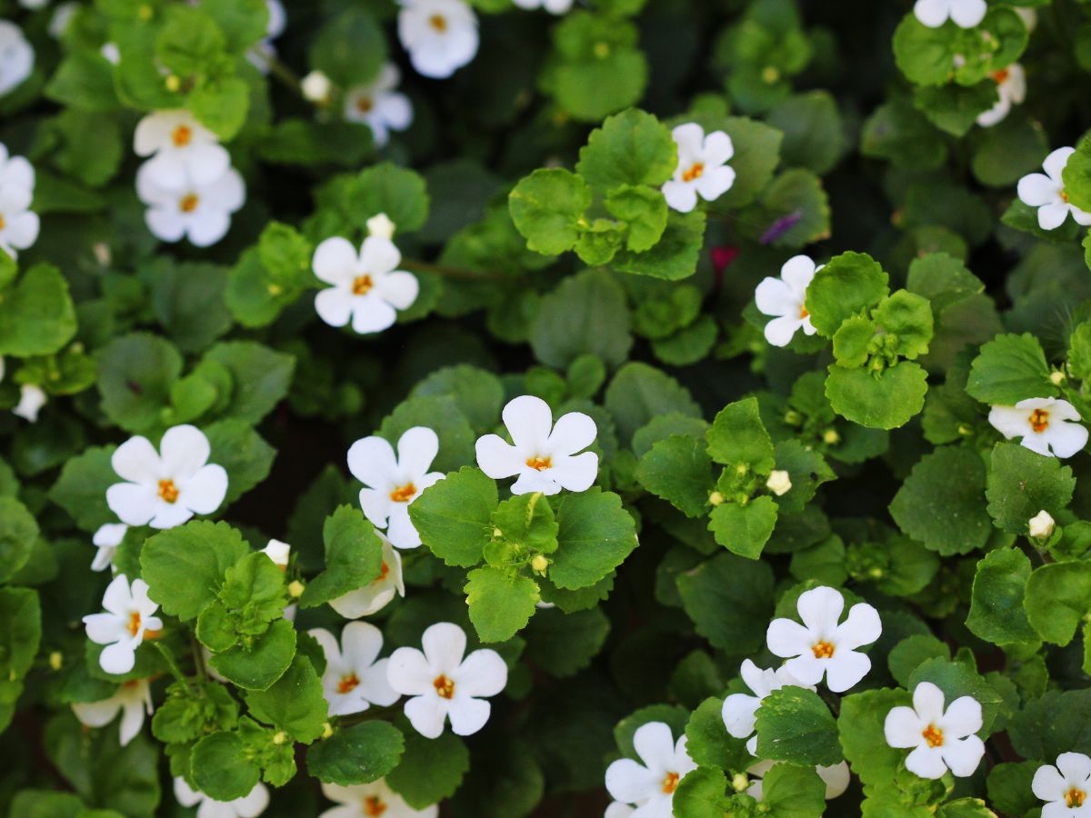 バコパを植えてはいけない理由