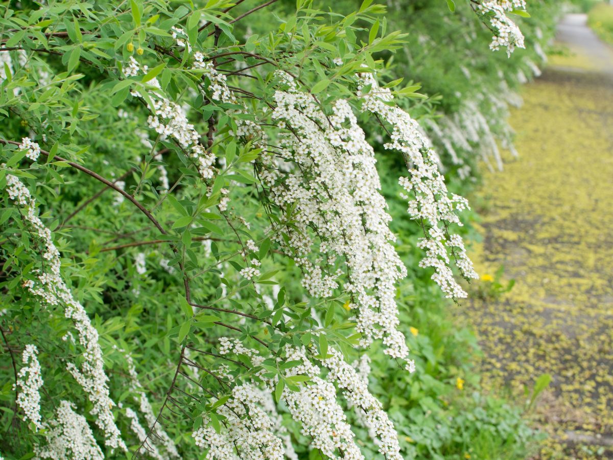 ユキヤナギを植えてはいけない理由