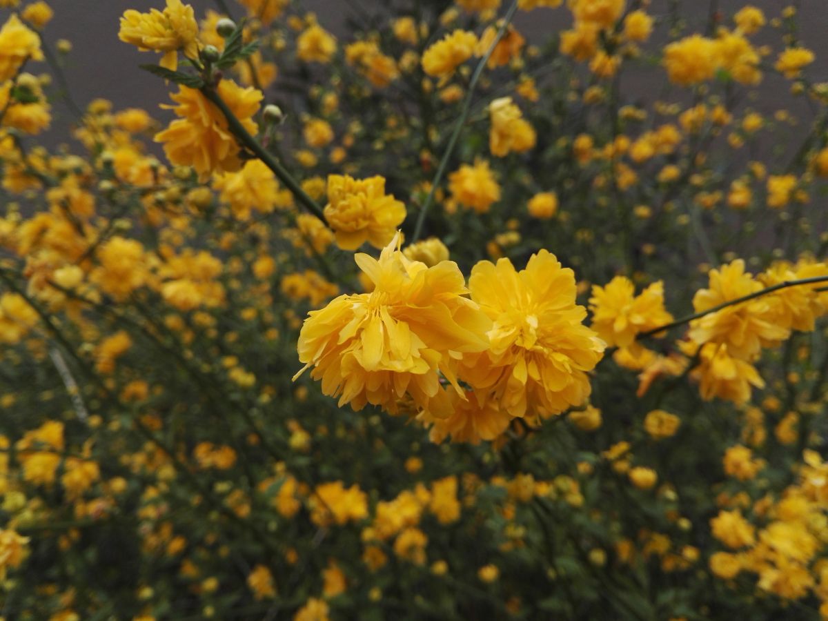 ヤマブキの花