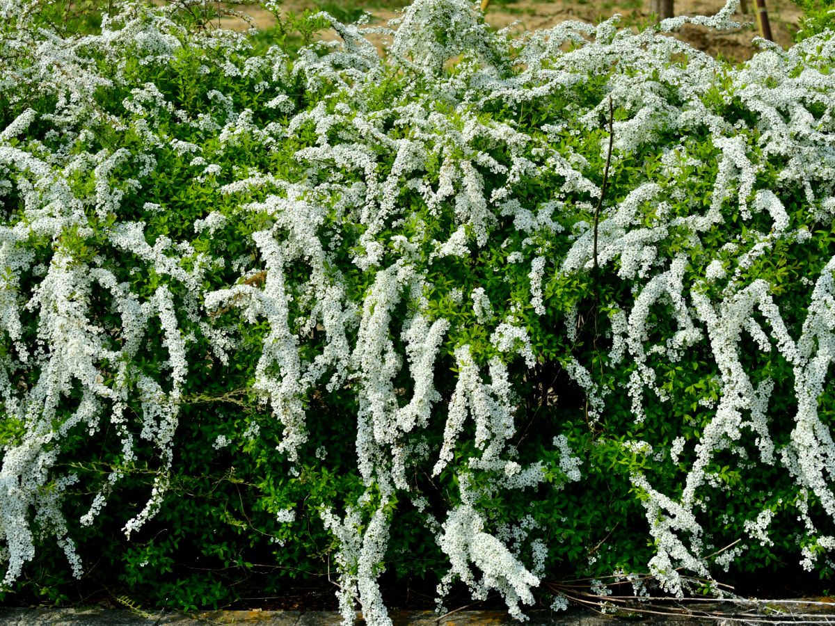 ユキヤナギを植えてはいけない理由