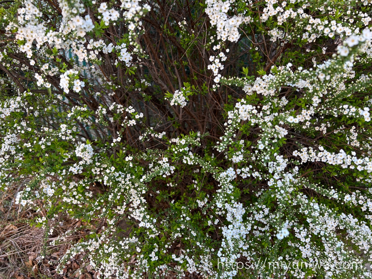 ユキヤナギを植えてはいけない理由