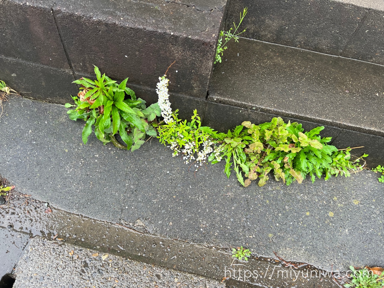 ユキヤナギを植えてはいけない理由