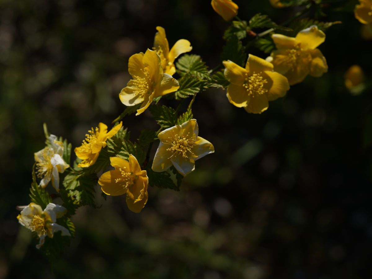 ヤマブキの花