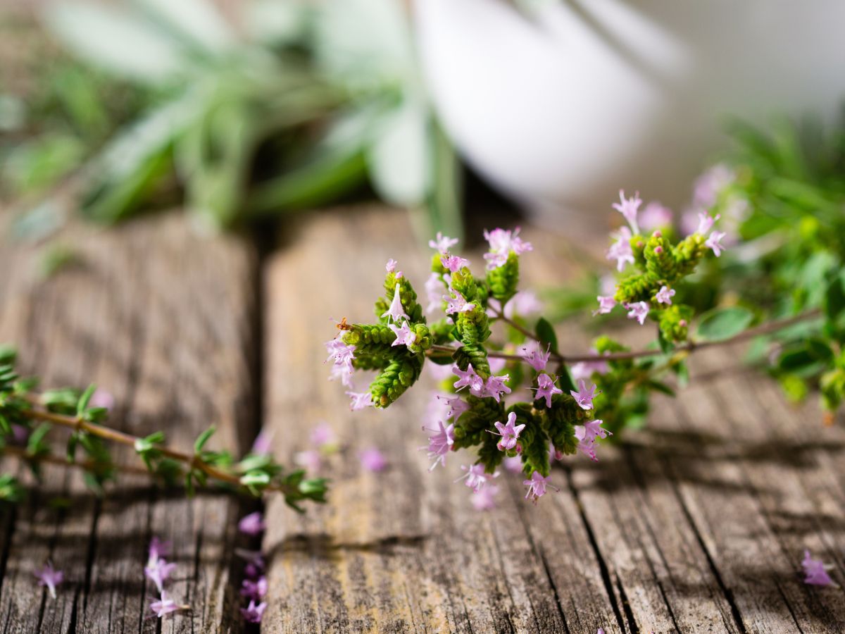 オレガノを植えてはいけない理由