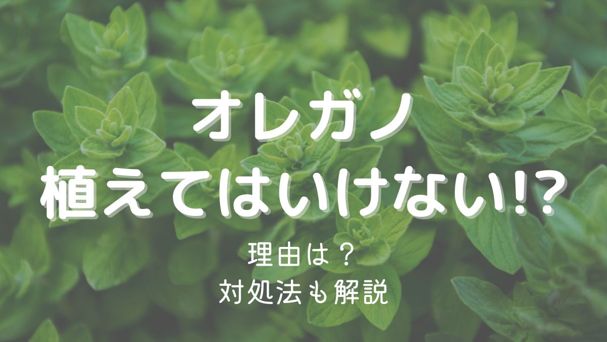 オレガノを植えてはいけない理由は増えすぎるから！対処法も解説